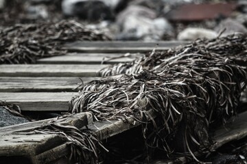 Triebgut - Strandszenen im Herbst von Treib- und Triebgut