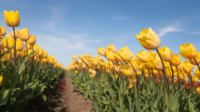 background of field of yellow tulips against blue sky landscape with copy space