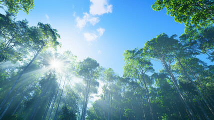 Serene forest scene showcasing tall trees under bright blue sky, with sunlight filtering through leaves, creating peaceful atmosphere