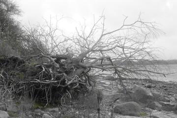 Triebgut - Strandszenen im Herbst von Treib- und Triebgut