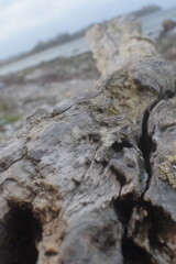 Triebgut - Strandszenen im Herbst von Treib- und Triebgut