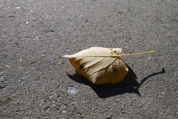 Tree leaf on the ground