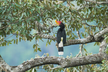 Rhinoceros hornbill (Buceros rhinoceros) on branch. Bird watching in natural habitats in the forest.