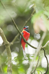 Red-naped Trogon (Harpactes kasumba) perch on branch. Bird watching in natural habitats in the forest.