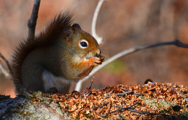 A red squirrel in the maple grove, Sainte-Apolline, Québec, Canada