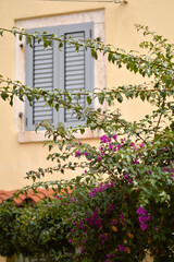 blooming pink bougainvillea in old town of Rovinj
