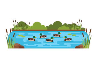 Six mallard ducks swimming in a blue pond surrounded by reeds and greenery