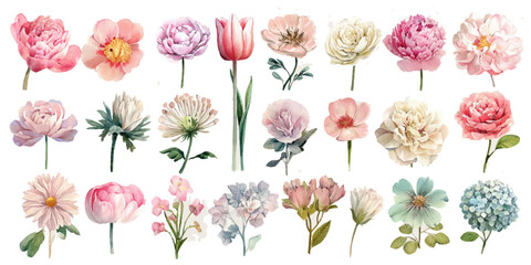 Collection of delicate watercolor floral illustrations in soft pastel pink and peach hues © DARK TRUST