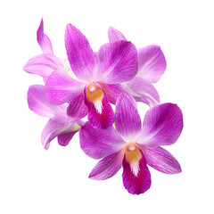 pink orchid flower showcasing the pink orchid in a delicate botanical cluster, with the pink orchid presented as an elegant premium floral PNG die-cut for luxury branding, décor, and design projects