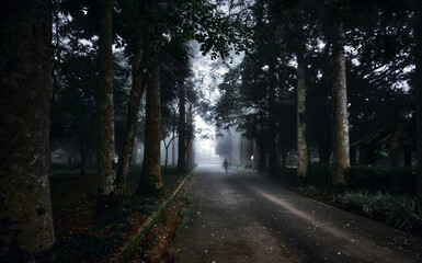 View of a lonely figure walking along a dark asphalt road lined with tall, shadowy trees under a thick blanket of mist, Aburi, Eastern Region, Ghana.