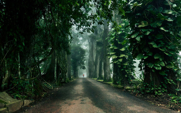 View of the road disappearing into the misty distance, framed by the dark, lush foliage of trees and climbing plants, Aburi, Eastern Region, Ghana.