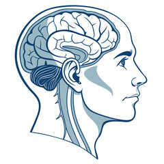 Illustration of a human head with the brain visible, the brain is the control center of the body, responsible for thought, memory, and movement