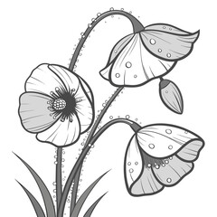Fototapeta premium Captivating poppy flower illustration on featuring delicate petals adorned with water droplets, graceful stems, and intricate details, perfect for adding natural beauty