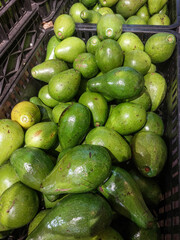 Fresh ripe avocado with rich green flesh and smooth texture, symbolizing healthy eating, natural produce, and modern nutrition