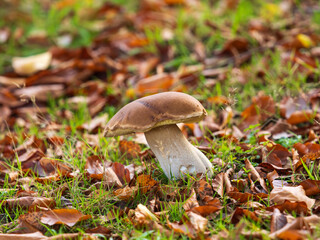 Cep or Penny Bun Mushroom Fungi