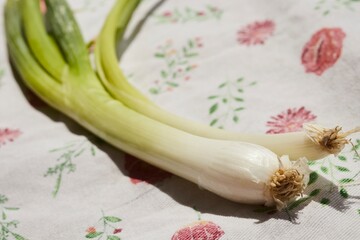 A  fresh, raw scallion on a printed kitchen towel.