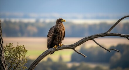 red tailed hawk perched on branch