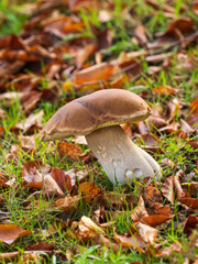 Cep or Penny Bun Mushroom Fungi