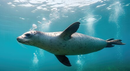 A seal swimming gracefully underwater with bubbles around.
