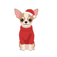 Cute Chihuahua Dog in Santa Hat and Red Sweater
