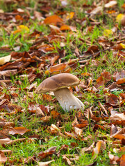 Cep or Penny Bun Mushroom Fungi