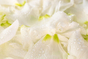 Obraz premium 水滴のついたリシアンサスの花びらのアップ撮影10