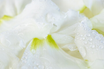 水滴のついたリシアンサスの花びらのアップ撮影11