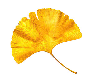 Isolated, radiant, golden fan-shaped leaf with visible veins against a black backdrop, showcasing autumnal colors