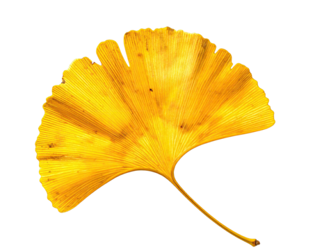 Isolated, radiant, golden fan-shaped leaf with visible veins against a black backdrop, showcasing autumnal colors