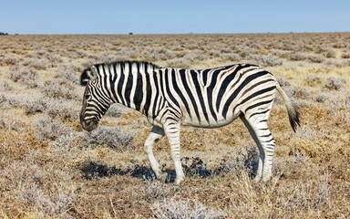 Zebra in der Etosha