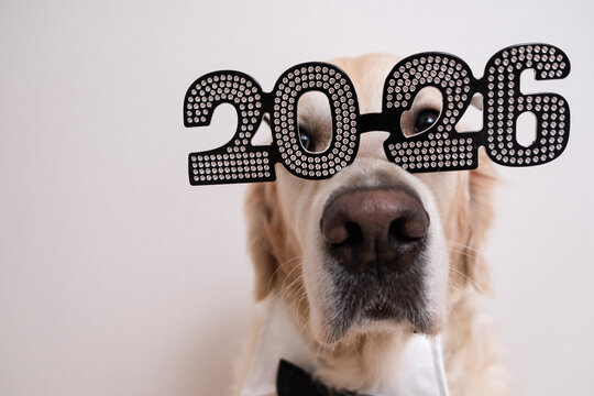 A dog wearing glasses for the new year 2026. A golden retriever for Christmas, sitting on a white background with shiny glasses. A postcard with text for the new year with a pet.