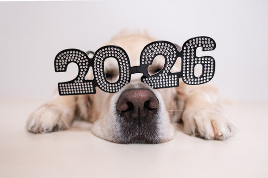 A dog wearing glasses for the new year 2026. A golden retriever at Christmas, lying on a white background with shiny glasses. A postcard with text for the new year with a pet. - Powered by Adobe