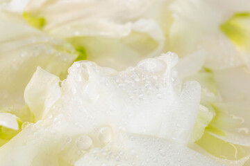 水滴のついたリシアンサスの花びらのアップ撮影27