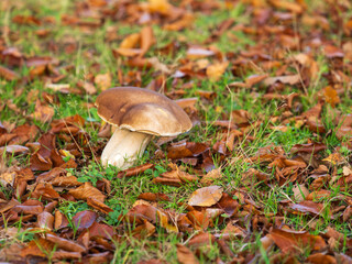 Cep or Penny Bun Mushroom Fungi