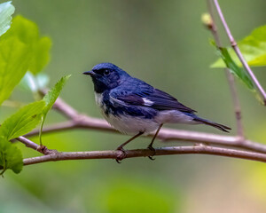 Black-throated Blue Warbler