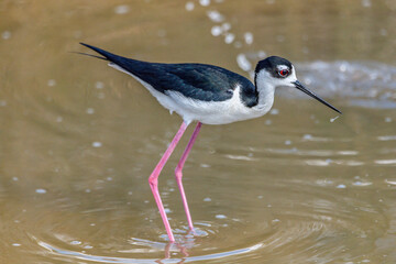 Black-necked stilt