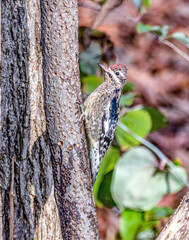 Yellow-bellied Sapsucker