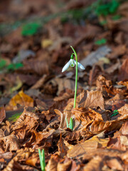 A Single Snowdrop in Autume Leaf Litter in November