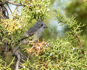 Juniper Titmouse