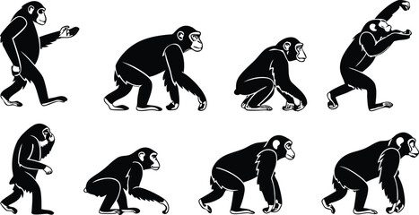 Chimpanzee evolution sequence graphic, a study of primate locomotion and adaptation, an iconic symbol of natural history and scientific inquiry