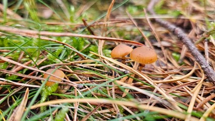 Macro shot of wild forest mushrooms growing among pine needles, moss, and grass. Natural autumn textures and earthy colors, perfect for backgrounds, ecological, or educational concepts