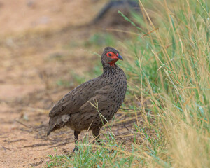Red-necked Spurfowl