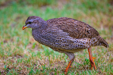 Natal Spurfowl