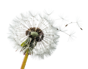 A close-up shot of a mature dandelion seedhead against a stark black background