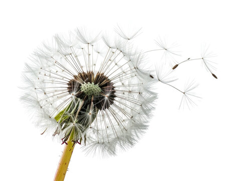 A close-up shot of a mature dandelion seedhead against a stark black background