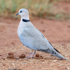 Ring-necked Dove
