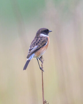 African Stonechat