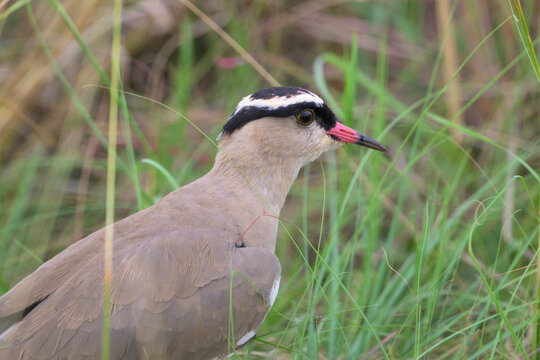 Long-tailed Widowbird
