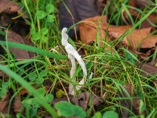 Wrinkled Club Fungus in Grass