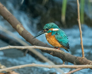 Common Kingfisher
